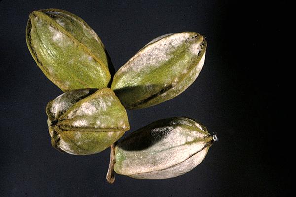 Figure 27. Powdery mildew affects foliage and pecans.